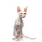 Thoroughbred White Cornish Rex Cat on white background.