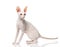 Thoroughbred White Cornish Rex Cat on white background.