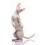 Thoroughbred White Cornish Rex Cat on white background.