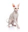 Thoroughbred White Cornish Rex Cat on white background.