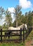 Thoroughbred white horse with black colt.