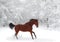 Thoroughbred white horse with bridle