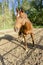 Thoroughbred young horse posing against spring fields