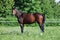 Thoroughbred young horse posing against spring fields