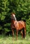 Thoroughbred young horse in spring woods