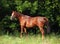 Thoroughbred young horse in summer woods