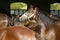 Thoroughbred young horses looking over wooden barn door in stable at ranch on sunny summer day