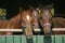 Thoroughbred young horses looking over wooden barn door in stable at ranch on sunny summer day