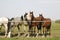 Thoroughbred young horses standing at the corral gate Two thoroughbred young horses standing at the corral gate