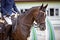 Thoroughbred young mare horse with white spot in forehead during showjumping competition in summer in daytime