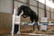 Thoroughbred young sport horse jumping over obstacles in the arena