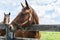 Thoroughbreds grazing on a Kentucky horse farm