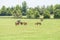 Thoroughbreds grazing on a Kentucky horse farm