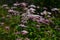 Thoroughwort (Eupatorium japonicum) flowers. Asteraceae perennial plants.