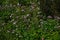 Thoroughwort (Eupatorium japonicum) flowers. Asteraceae perennial plants.
