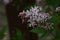 Thoroughwort (Eupatorium japonicum) flowers. Asteraceae perennial plants.