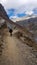 Thorung Phedi - Donkeys crossing the Himalayan pathways