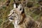 Thoughful Bobcat Closeup Profile