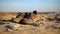 A Thought-Provoking Picture of a Refugee\\\'s Worn-Out Shoes Symbolizing the Long and Arduous Journey AI Generated