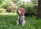 A thoughtful Beagle puppy with a blue leash on a walk in a city park. Portrait of a nice puppy.