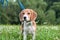 A thoughtful Beagle puppy with a blue leash on a walk in a city park. Portrait of a nice puppy.