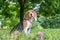 A thoughtful Beagle puppy with a blue leash on a walk in a city park. Portrait of a nice puppy.