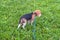 A thoughtful Beagle puppy with a blue leash on a walk in a city park. Portrait of a nice puppy.