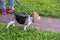 A thoughtful Beagle puppy with a blue leash on a walk in a city park. Portrait of a nice puppy.