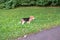 A thoughtful Beagle puppy with a blue leash on a walk in a city park. Portrait of a nice puppy.