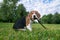 A thoughtful Beagle puppy with a blue leash on a walk in a city park. Portrait of a nice puppy.