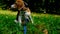 A thoughtful Beagle puppy with a blue leash on a walk in a city park. Portrait of a nice puppy.