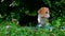 A thoughtful Beagle puppy with a blue leash on a walk in a city park. Portrait of a nice puppy.