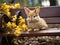 Thoughtful bunny on small bench mm lens photo