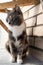 Thoughtful cat sits on a felt mat and looks away, on a balcony, near a brick wall.