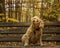 Thoughtful Cockapoo sitting on park bench.