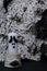 Thoughtful ghost of white candle on birch trunk against background of old birch bark on black surface. Minimal style. Symbolic