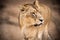 Thoughtful glance from this captivating African lioness Queen of the jungle