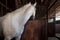 Thoughtful horse standing in stable and somewhere looks curiously. Rural lifestyle.