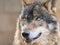 Thoughtful iberian wolf portrait