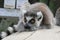 Thoughtful Lemur