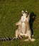 A thoughtful lemur