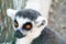 Thoughtful look. Gray lemur.