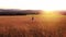 Thoughtful man in a colourful shirt walks in the early evening light through a meadow teeming with life