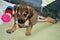 Thoughtful mixed breed puppy lying down