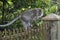 Thoughtful monkey sitting on a fence looks away