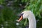 Thoughtful mute swans close-up