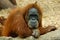Thoughtful Orangutan