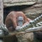 Thoughtful orangutan