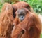 Thoughtful Orangutan female