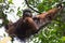 Thoughtful orangutan sits on a branch and looking away in the ba